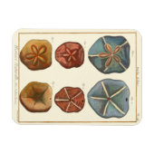Sand Dollars-Pareltjes Magneet (Horizontaal)