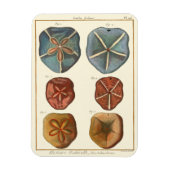 Sand Dollars-Pareltjes Magneet (Verticaal)