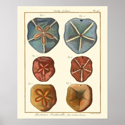 Sand Dollars-Pareltjes Poster (Voorkant)