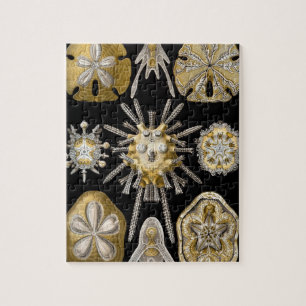  Sand Dollars Zee Urchins door Ernst Haeckel Legpuzzel