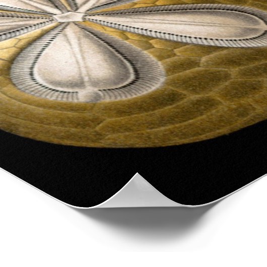  Sand Dollars Zee Urchins door Ernst Haeckel Poster (Hoek)