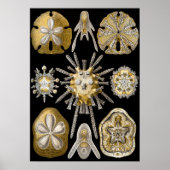  Sand Dollars Zee Urchins door Ernst Haeckel Poster (Voorkant)