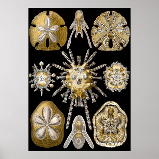  Sand Dollars Zee Urchins door Ernst Haeckel Poster (Voorkant)