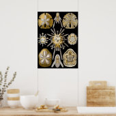  Sand Dollars Zee Urchins door Ernst Haeckel Poster (Keuken)