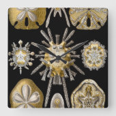 Sand Dollars Zee Urchins door Ernst Haeckel Vierkante Klok (Voorkant)