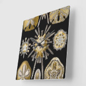 Sand Dollars Zee Urchins door Ernst Haeckel Vierkante Klok (Hoek)