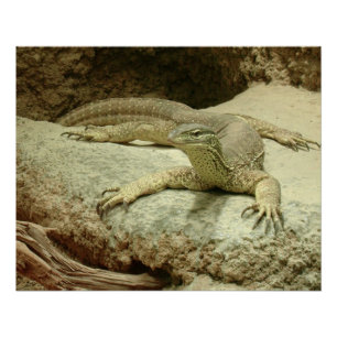 Sand goanna perfect poster