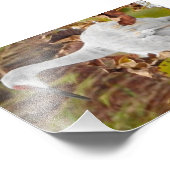 Sand Hill Crane in Marsh Foto Afdruk (Hoek)