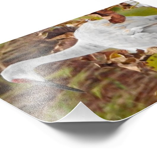 Sand Hill Crane in Marsh Foto Afdruk (Hoek)