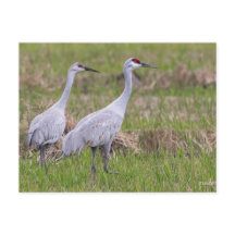 Sand Hill Crane Post Kaart
