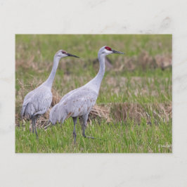 Sand Hill Crane Post Kaart