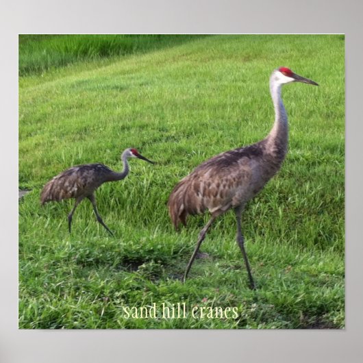 Sand Hill Cranes Poster (Voorkant)