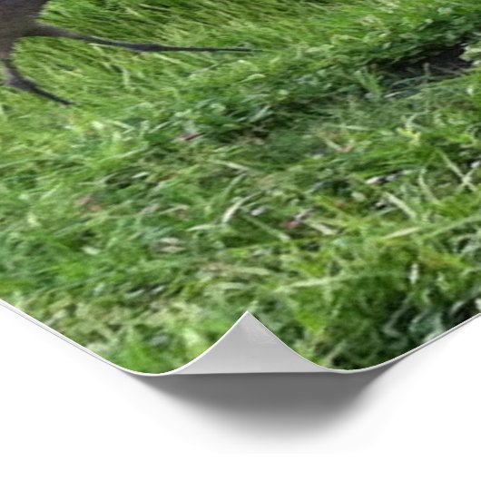 Sand Hill Cranes Poster (Hoek)