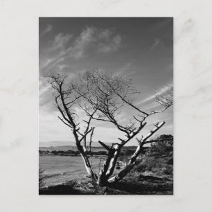 Sand Lake, Oregon Black en White Briefkaart