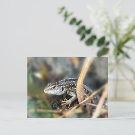 Sand Lizard Briefkaart (Staand voorkant)