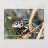 Sand Lizard Briefkaart (Voorkant)