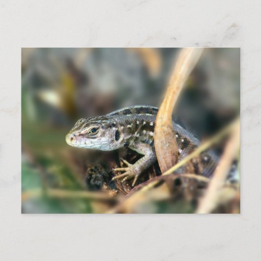 Sand Lizard Briefkaart (Voorkant)