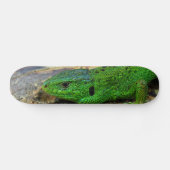 Sand Lizard Male Lacerta Agilis Skateboard (Horizontaal)