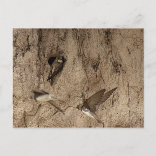 Sand martin briefkaart (Voorkant)