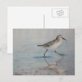 Sand Piper Bird Art Briefkaart (Voorkant / Achterkant)