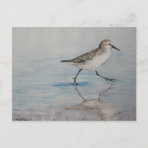Sand Piper Bird Art Briefkaart