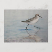 Sand Piper Bird Art Briefkaart (Voorkant)