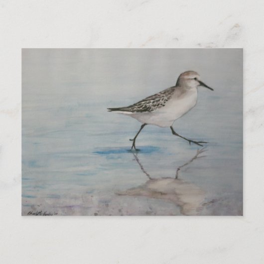 Sand Piper Bird Art Briefkaart (Voorkant)