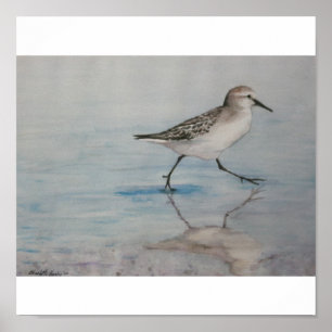 Sand Piper Bird Art Print