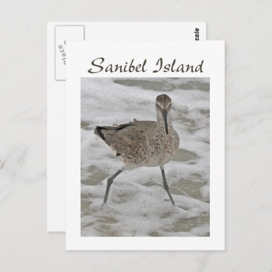 Sand Piper Sanibel Island Briefkaart (Voorkant / Achterkant)