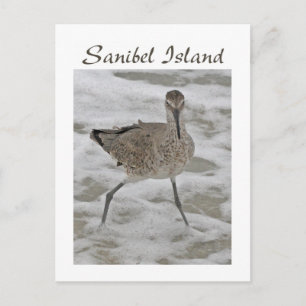 Sand Piper Sanibel Island Briefkaart