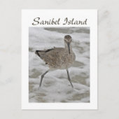 Sand Piper Sanibel Island Briefkaart (Voorkant)