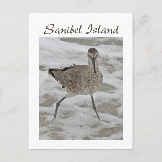Sand Piper Sanibel Island Briefkaart (Voorkant)