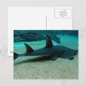 Sand Shark Briefkaart (Voorkant / Achterkant)