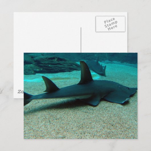 Sand Shark Briefkaart (Voorkant / Achterkant)