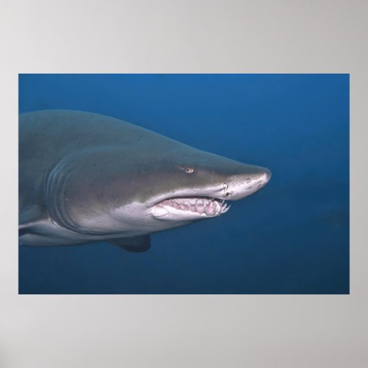Sand Tiger Portrait Poster (Voorkant)