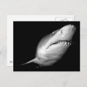 Sand Tiger Shark Briefkaart (Voorkant / Achterkant)