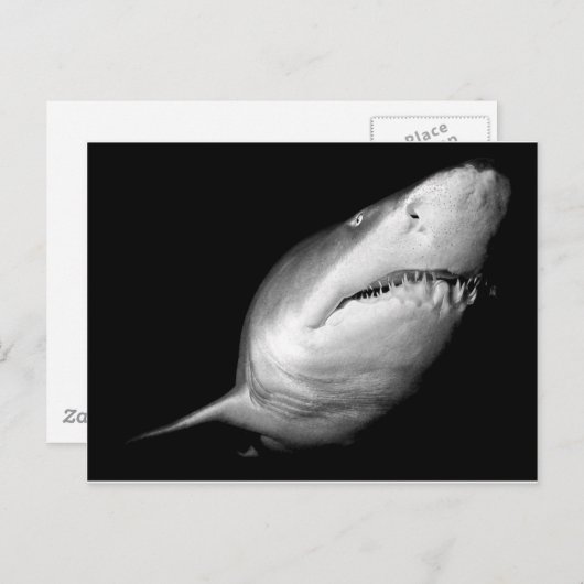 Sand Tiger Shark Briefkaart (Voorkant / Achterkant)