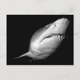 Sand Tiger Shark Briefkaart