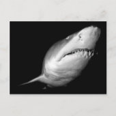 Sand Tiger Shark Briefkaart (Voorkant)