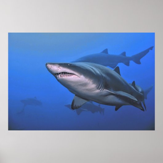 Sand Tiger Shark Poster (Voorkant)