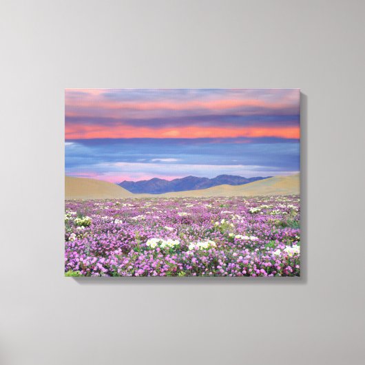 Sand Verbena & Dune Primrose Wildbloemen op zonson Canvas Afdruk (Voorkant)