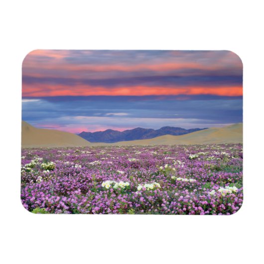 Sand Verbena & Dune Primrose Wildbloemen op zonson Magneet (Horizontaal)