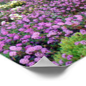 Sand Verbena & Dune Primrose Wildbloemen op zonson Poster (Hoek)