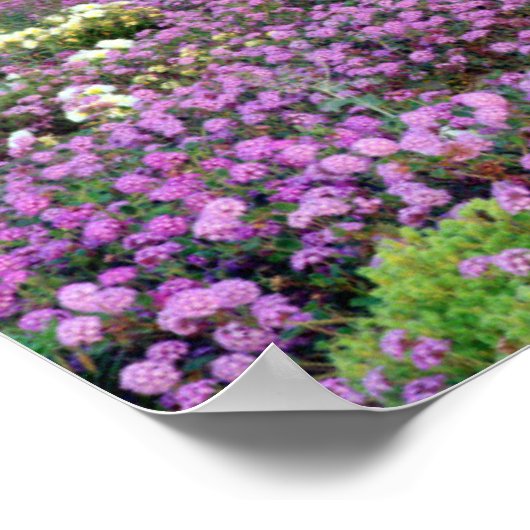 Sand Verbena & Dune Primrose Wildbloemen op zonson Poster (Hoek)