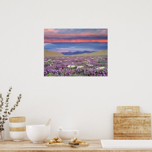 Sand Verbena & Dune Primrose Wildbloemen op zonson Poster (Keuken)