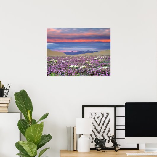 Sand Verbena & Dune Primrose Wildbloemen op zonson Poster (Thuiskantoor)