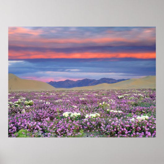 Sand Verbena & Dune Primrose Wildbloemen op zonson Poster (Voorkant)
