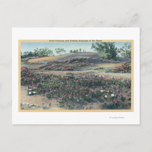 Sand Verbenas and Desert Evening Primroses Briefkaart (Voorkant)