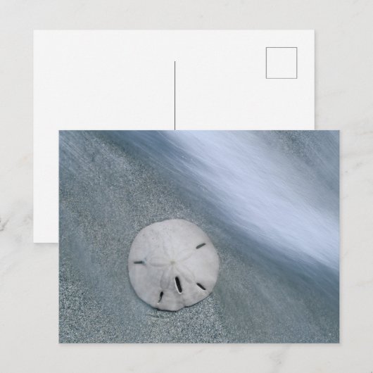 Sanddollar op strand | Sanibel Island, Florida Briefkaart (Voorkant / Achterkant)