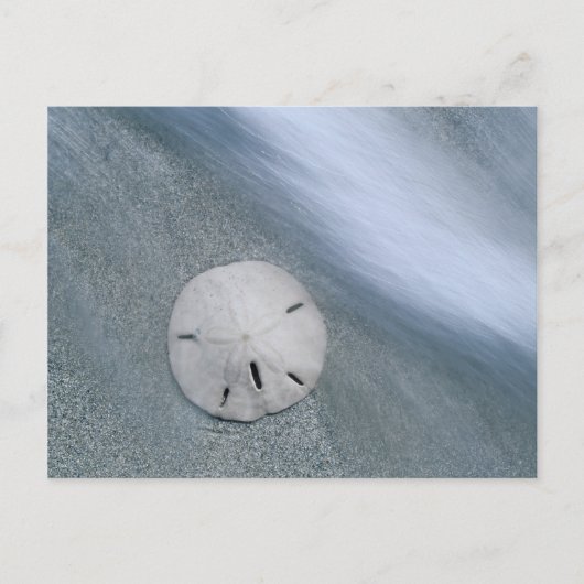 Sanddollar op strand | Sanibel Island, Florida Briefkaart (Voorkant)